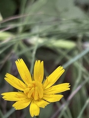 Cichorieae