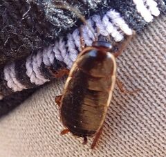 Loboptera decipiens