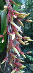 Vriesea billbergioides