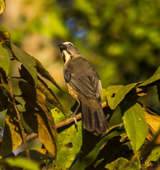 Saltator coerulescens