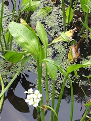 Sagittaria rigida