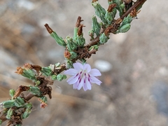 Stephanomeria diegensis
