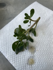 Portulaca oleracea