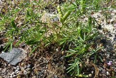 Lupinus angustifolius