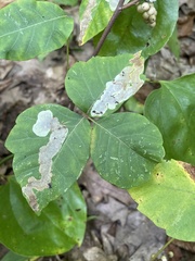 Cameraria guttifinitella