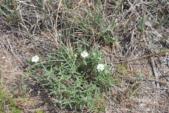 Melampodium leucanthum