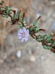 Stephanomeria diegensis