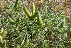 Lupinus angustifolius
