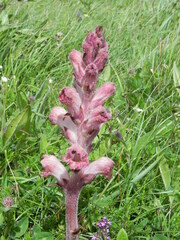 Orobanche caryophyllacea