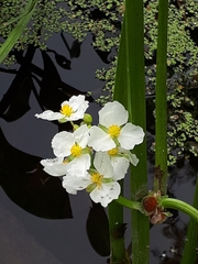 Sagittaria rigida