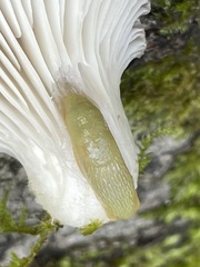 Arion intermedius