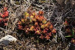 Crassula obtusa