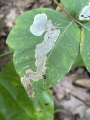 Cameraria guttifinitella