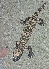 Heloderma suspectum
