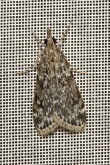 Eudonia truncicolella