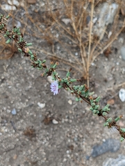 Stephanomeria diegensis