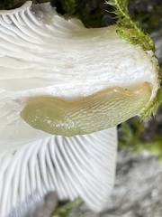 Arion intermedius