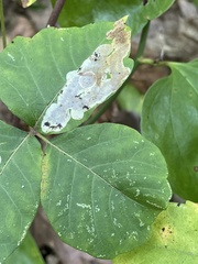 Cameraria guttifinitella