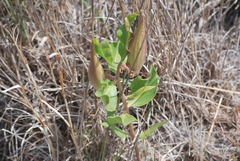 Asclepias viridiflora