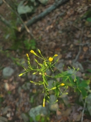 Hieracium