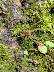 Dolomedes vittatus