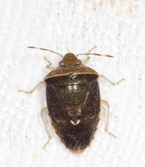 Pentatomini
