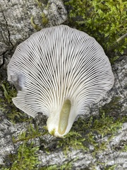 Arion intermedius