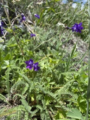 Delphinium glaucum