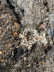 Desarmillaria caespitosa