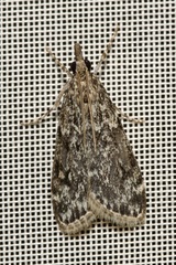 Eudonia truncicolella