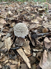 Amanita excelsa