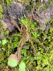 Dolomedes vittatus