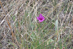 Ipomoea leptophylla