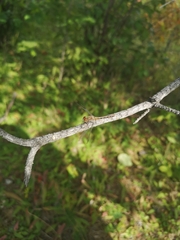 Sympetrum obtrusum