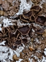 Xanthoparmelia pulla