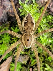 Dolomedes vittatus