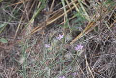 Stephanomeria pauciflora