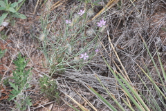 Stephanomeria pauciflora