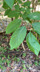 Euonymus atropurpureus