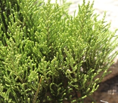 Dolichothrix ericoides