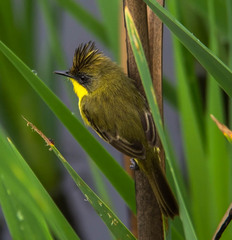 Pseudocolopteryx sclateri