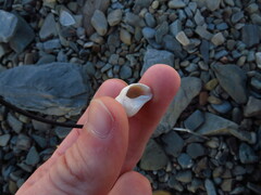 Neogastropoda