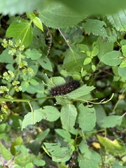 Hypercompe scribonia