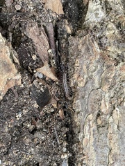 Scutigera coleoptrata