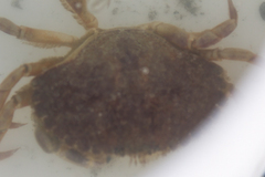 Metacarcinus anthonyi