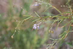 Pediomelum linearifolium