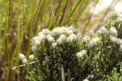 Dolichothrix ericoides