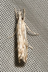 Catoptria falsella