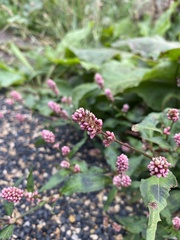 Persicaria maculosa