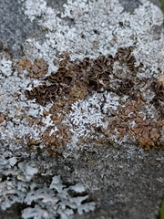 Xanthoparmelia pulla